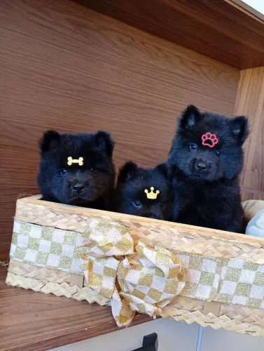 Filhotes de Chow Chow,macho e fêmeas.