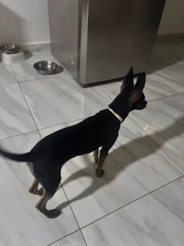 Cachorra misturada com pinscher doação