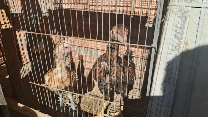 Casal de frangos finos com 4 meses 