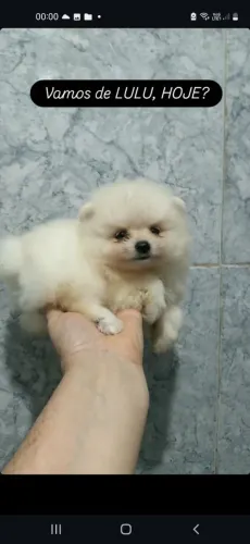 Spitz Alemão Anão