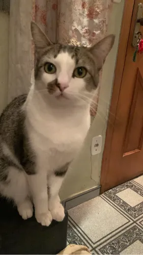 Gatos