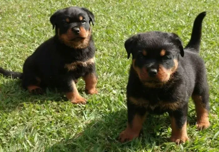 Rottweiler Padrão Alemão, cabeça de Touro Com Todo o pós venda que você Precisa