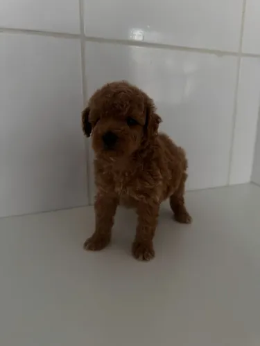 Poodle Toy Red Machinho e Fêmea a pronta entrega
