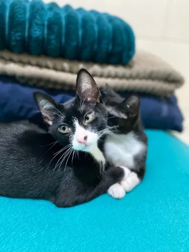 Doação de gatos