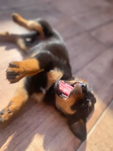 Filhotes rottweiler