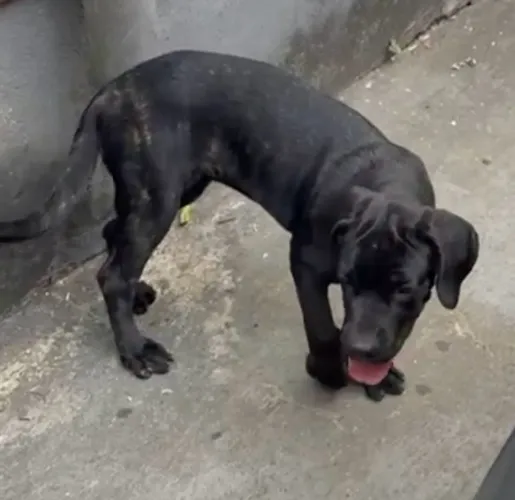 Filhote de cane corso