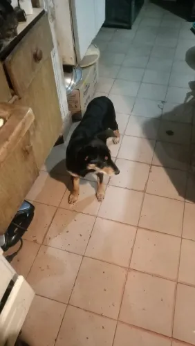 Cachorro para doação