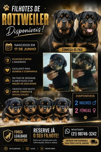 Filhotes de Rottweiler a venda