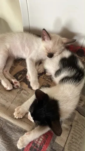 Doação de Gatinhas Fêmeas