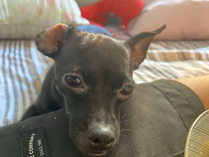 Filhotes de Pinscher fêmeas