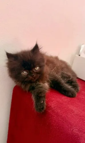 Gato persa