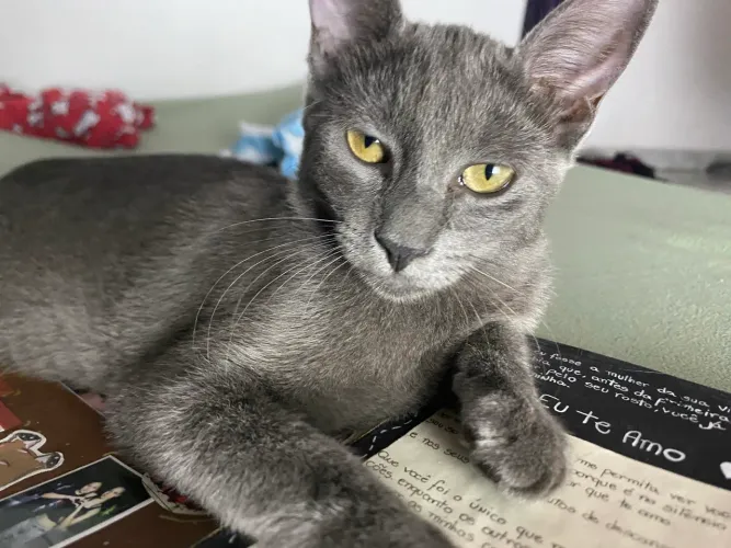 Doação de gato fêmea cinza 