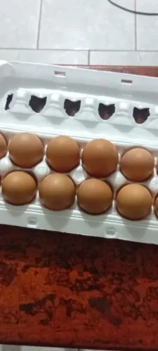 Ovos Caipira de Qualidade 12,50 a Dúzia 