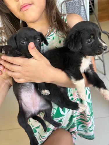 Doação cachorro