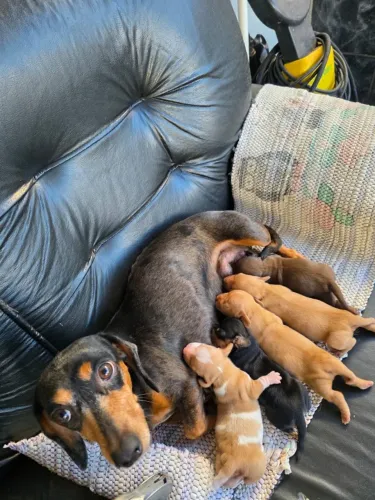 Basset Alerquim