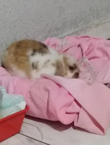 Doa se coelha mini
