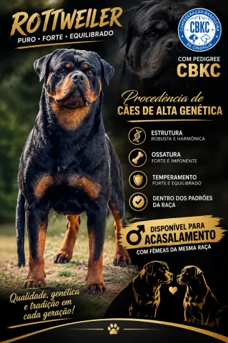 ROTTWEILER DISPONÍVEL PARA ACASALAMENTO