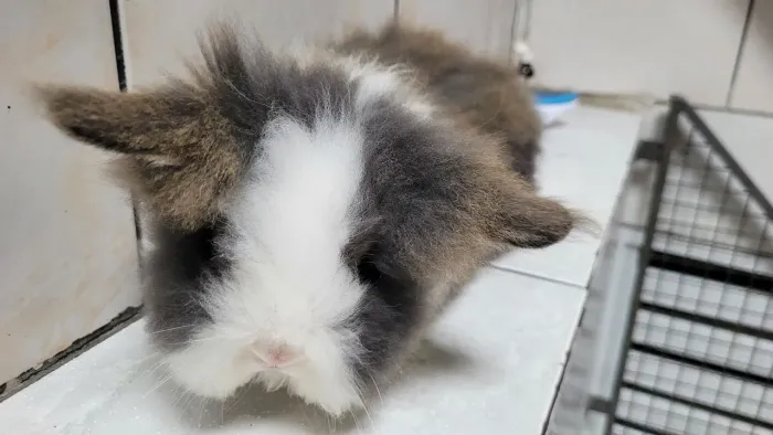 Mini coelha Teddy 