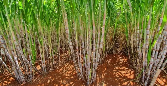 Fazenda de 75 alqueires em Acreúna-Go