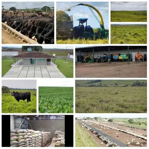 4.646 hectares fazenda pronta com lavoura e pasto no Pará 120 milhões
