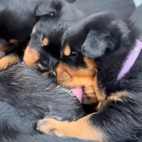 Filhotes de Rottweiler  | Um amigo peludo para sua família