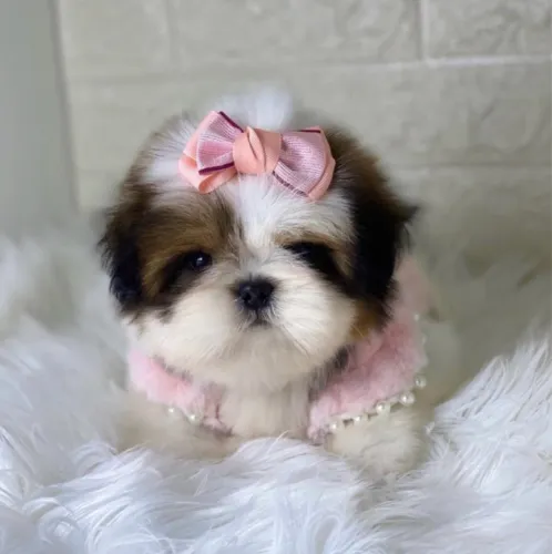 Shitzu femea e macho micro, pais no local para garantir tamanho