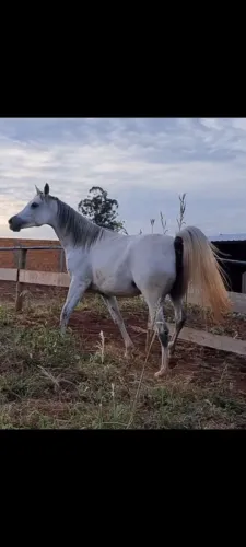 Cavalo Puro Sangue Árabe