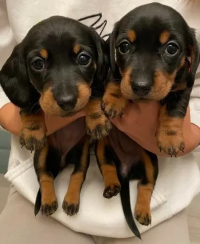 Dachshund Filhote - Pequeno e Carinhoso