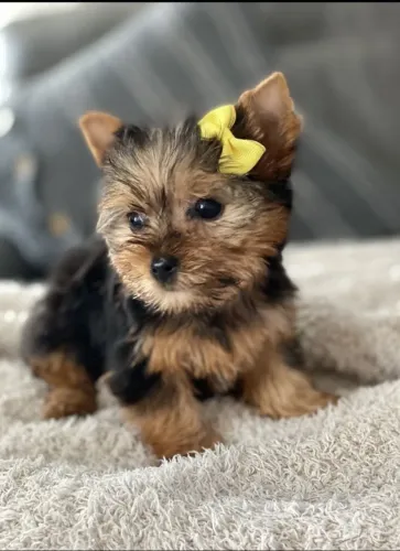 Filhotes de Yorkshire Terrier - Ótima Procedência