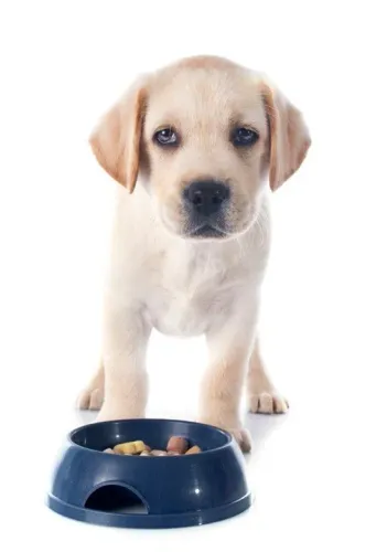 Filhote Labrador já comendo ração
