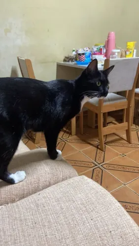 Doação gata castrada