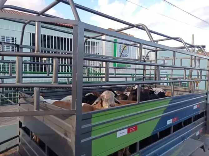 Carretinha boiadeira pra dois animais de grande porte sub grande removível pode usar como