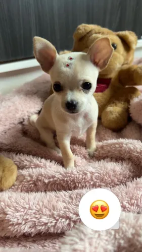 Chihuahua 