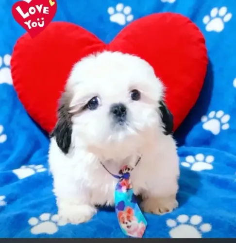 Lindíssimo filhote de Shih tzu macho, parcelamos.