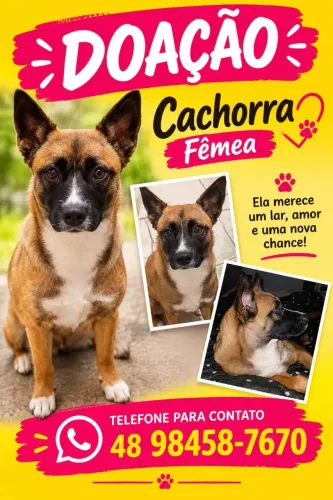 Cachorra para adoção urgente