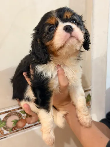 Cavalier fêmea e machos entrego pessoalmente