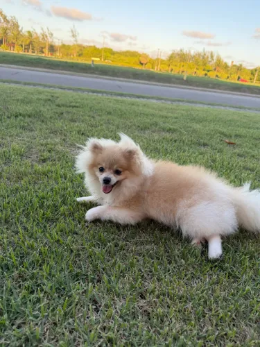 Cachorro
