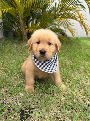Golden Retriever 