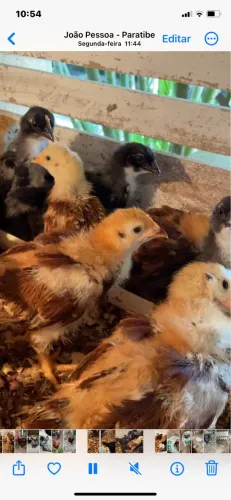 Pintinhos 35 dias. Raça pura