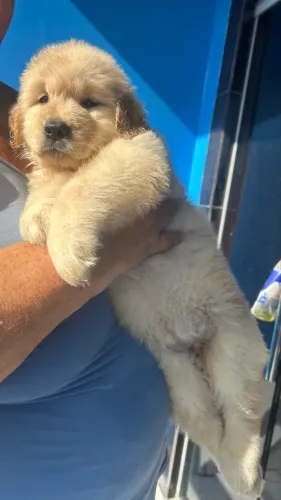 Golden Retriever
