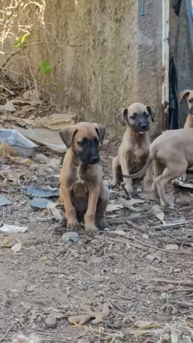 Filhotes de Cães para caca 