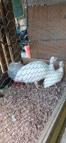 Galinhas de angolas brancas