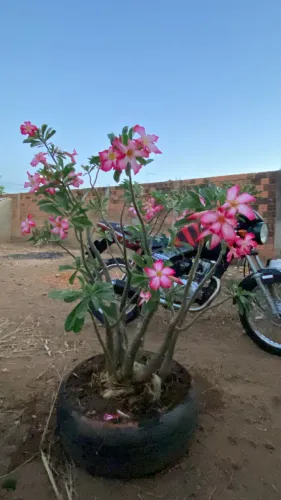 Rosa do Deserto