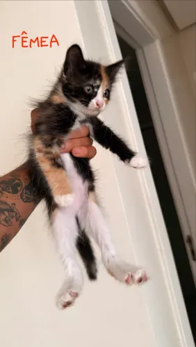 Gatos para adoção
