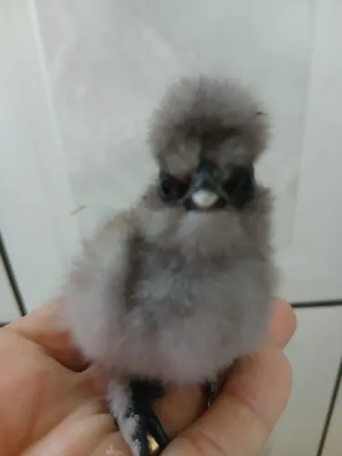 PINTINHOS SEDOSA DO JAPÃO
