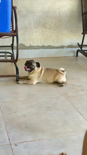 Pug fêmea para cruza