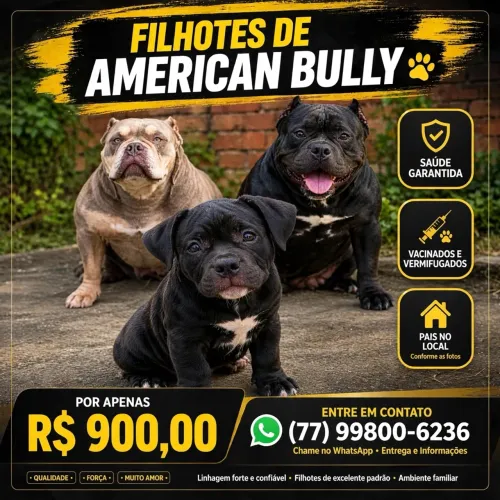 Filhotes de american bully