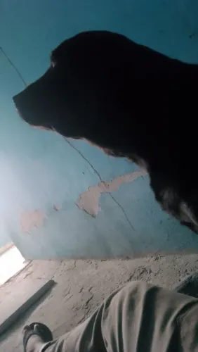 Adoção de cães