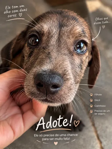 Adote um filhote cheio de amor?