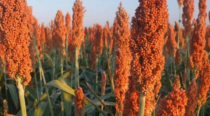 Sorgo grão